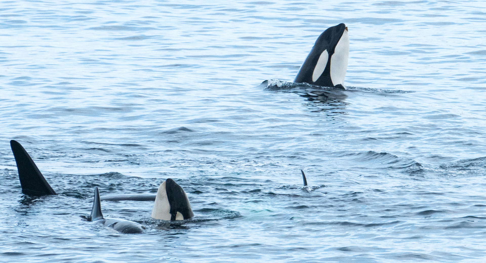 Reisefotografie Norwegen Orcas Nussfjord Leo Seidel